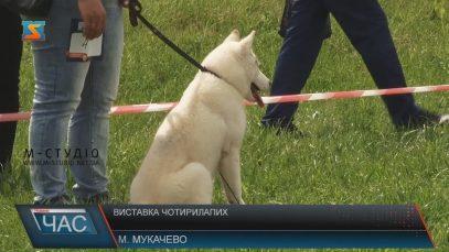 Традиційна виставка собак пройшла в Мукачеві (ВІДЕО)