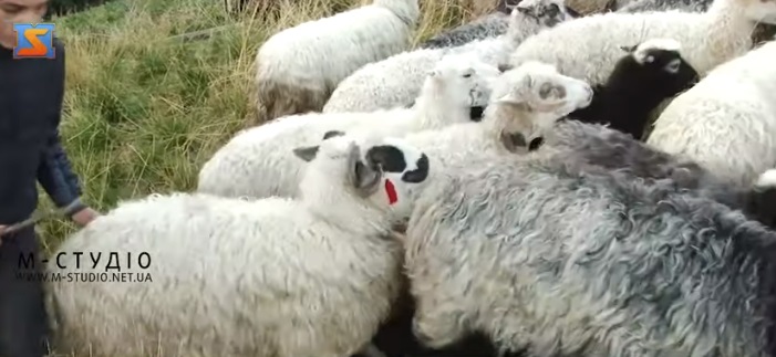 Туристів на Рахівщину хочуть привабити овечими отарами (ВІДЕО)