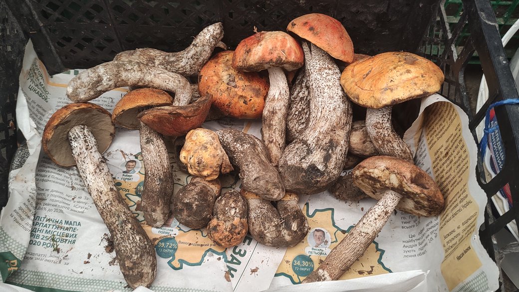 200 гривень за кілограм білих грибів правлять на Закарпатті (ФОТО, ВІДЕО)