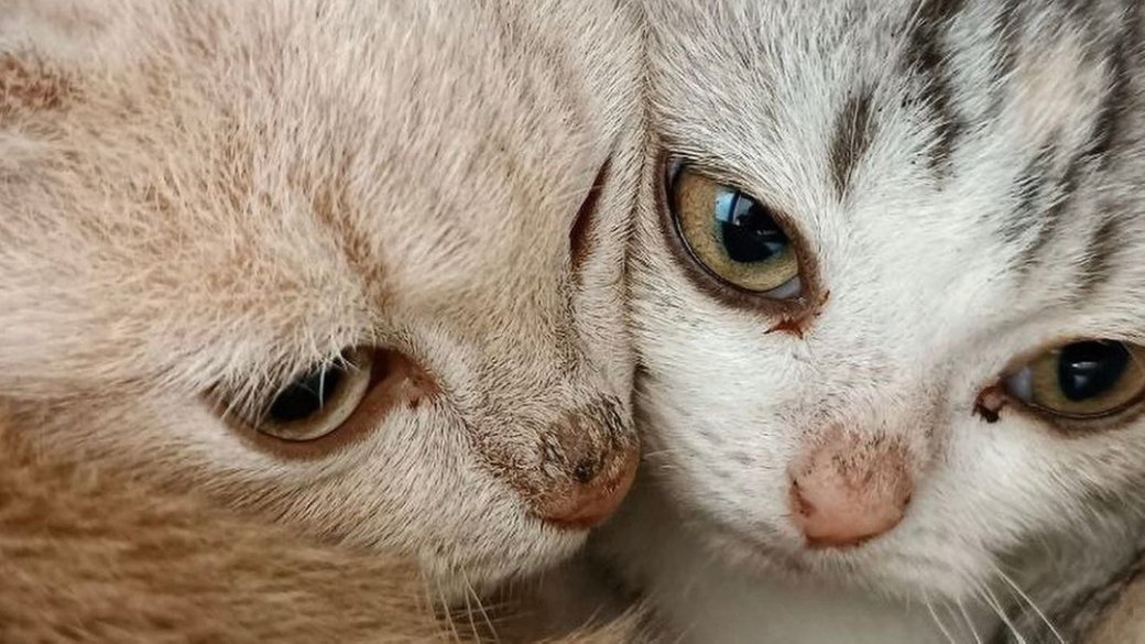 Кошенята, над якими знущалися дівчата на Тячівщині, – під наглядом ветеринара