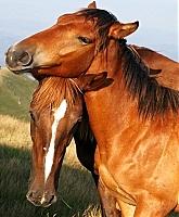 На Закарпатті відроджують гуцульську породу коней (ФОТО)