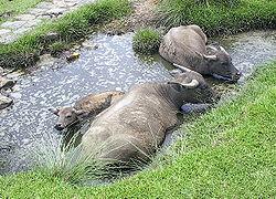 На Закарпатті відроджують популяцію місцевих буйволів (ВІДЕО)