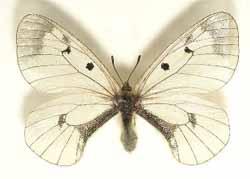 Через вирубки лісів на Закарпатті зникають рідкісні види метеликів 