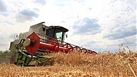 Середня урожайність зернових на Мукачівщині - 28,4 ц/га