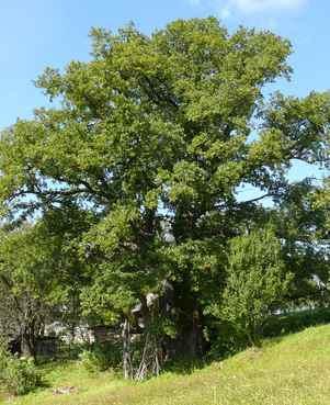 За збереження двох унікальних дерев-старожилів Закарпаття взялися чехи