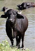 На закарпатській Тячівщині діє програма збереження і розмноження чорних буйволів