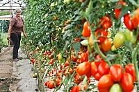 На Закарпатті виростили 260 тисяч тонн овочів і 98 тисяч тонн фруктів