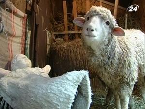 В Ужгороді в різдвяному вертепі задіяли живих овечок (ВІДЕО)