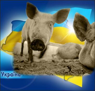Закарпатська СЕС: З трьох хворих на «свинячий» грип дві – вагітні, а серед ромів виявлено 55 носіїв менінгококу