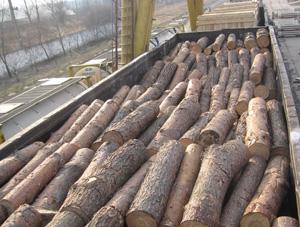 Чопські митники попередили спробу незаконного вивезення з України деревини (ФОТО)