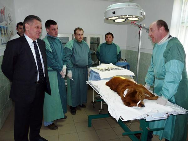У Мукачеві проблему бродячих собак вирішуватиме міська влада, в Ужгороді – голова ОДА