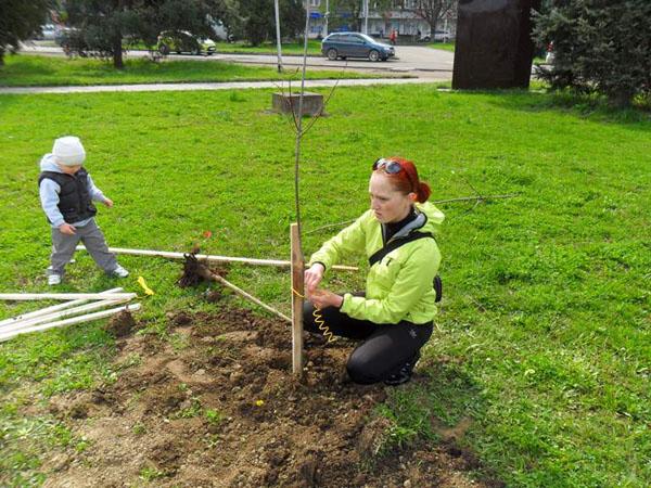 В Ужгороді на площі Б. Хмельницького на місці поламаних висадили нові дерева (ФОТО)