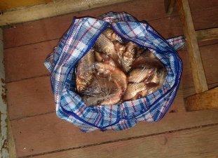 На ринках закарпатської Іршави браконьєри продавали рибу 