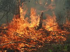 Закарпатські держекологи виявили 38 випадків порушень вимог пожежної безпеки в лісах