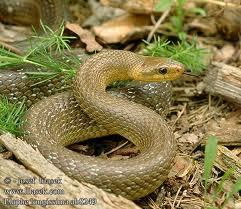 Ескулапів полоз – найбільша змія закарпаття і при цьому абсолютно безпечна