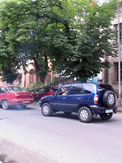 В Ужгороді гілка впала на авто (ФОТО)
