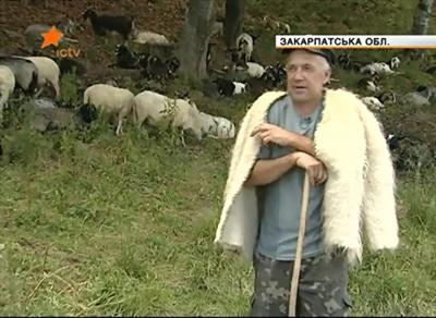 За сезон закарпатські вівчарі отримують160 гривень за вівцю (ВІДЕО)