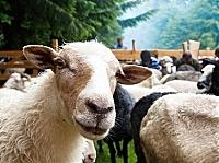 Жителі закарпатської Міжгірщини утримують більше 10 тисяч овець 