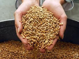 На Закарпатті службовці держпідприємства допустили розтрату 860 тонн пшениці 