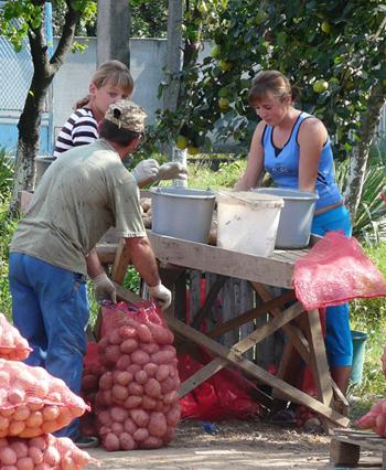 Закарпатське фермерське господарство експортує картоплю до Арабських Еміратів (ФОТО)