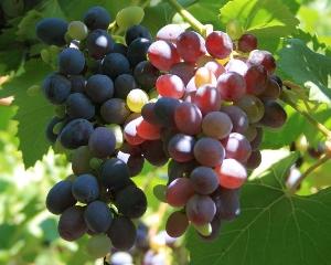 на Закарпатті цьогоріч урожай винограду найкращий за останні 10 років