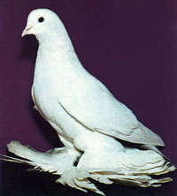 Закарпатье: Мукачево приглашает на выставку голубей