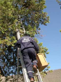 Незвична для рятувальників робота - знімати з дерева бджолиний рій