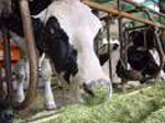 На закарпатській Мукачівщині проведено ідентифікацію майже 40 відсотків худоби