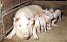 Закарпаття: Понад 3 тисячі голів свиней вирощують у свинокомплексі "Чоповське" на Мукачівщині