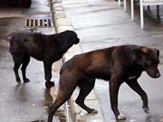 Закарпаття: В Мукачеві собаки практично з’їли людину