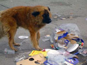 Притулок для бездомних закарпатських собак профiнансують... нiмцi