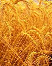 На Закарпатті підбивали підсумки збирання врожаю та завдання щодо посіву озимих зернових