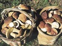 Закарпатське село Тур’я Поляна живе з продажу грибів