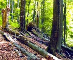 Закарпаття: У лісництвах Рахівщини демонструватимуть результати експериментів у лісовому господарстві