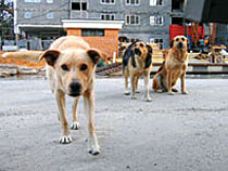 Питання безпритульних псів ще й досі актуальне для Ужгорода