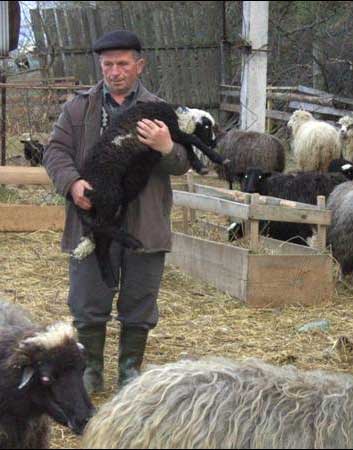 Головний вівчар фермерського господарства "Явірник" Михайло Стець біля отари