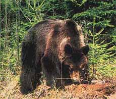 Закарпатські мисливці хочуть влаштувати телешоу про розстріл ведмедя