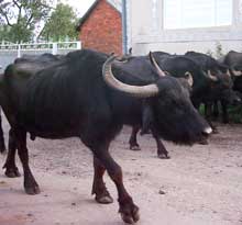 Закарпатські буйволи