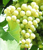 Ще одну Спілку виноградарів створено на Закарпатті. Виноградівську! І це — не каламбур