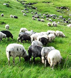 Порожні кошари, або Чому на закарпатській Воловеччині вівці стали екзотикою