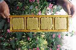 Придбати продукти бджільнитва з власної пасіки - Пасіка Олекси