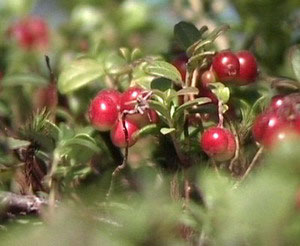 Закарпаття: "Вогняні" ягоди з Боржавських полонин