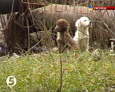 5 канал: Влада Ужгорода планує знищити усіх безпритульних собак
