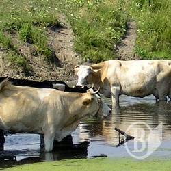 Ціна яловичини на Закарпатті у травні коливалася в межах 27,00-30,96 гривні/кг