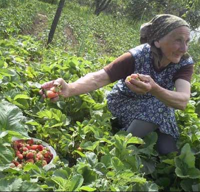 У Великій Копані на Виноградівщині Закарпатської області Ганна Явицька збирає полуницю на власному городі