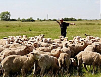 Вівчар із Румунії перегнав на пасовиська Закарпаття 200 овець