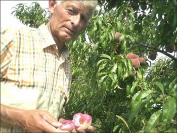 Василий Заяц показывает красную мякоть персика сорта «Эритрокарпа»