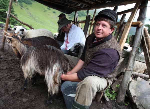 На полонині під Стримбою туристів радо навчать доїти овець та робити бринзу