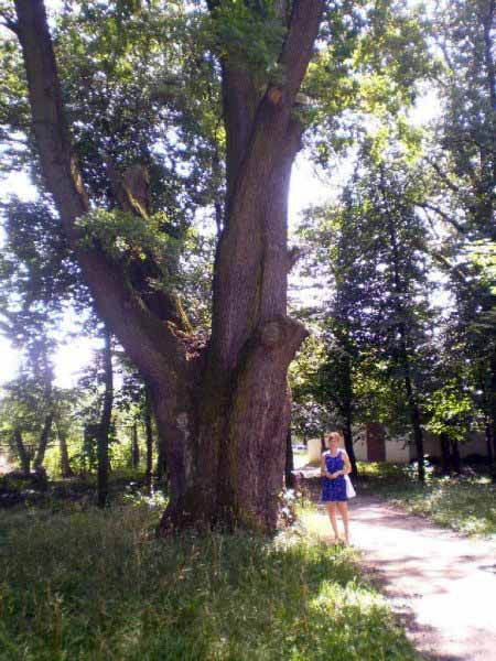 Бургундський дуб в Берегові має близько 700 років 