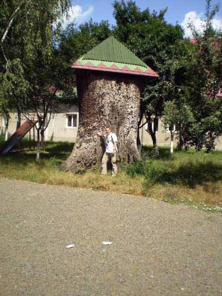 Від 800-річного дуба в закарпатському селі Часлівці залишився тільки колосальний пень із дахом
